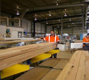Log prices level off, but German sawmills remain under pressure