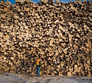 Massive timber volumes leave France facing oversupply this autumn