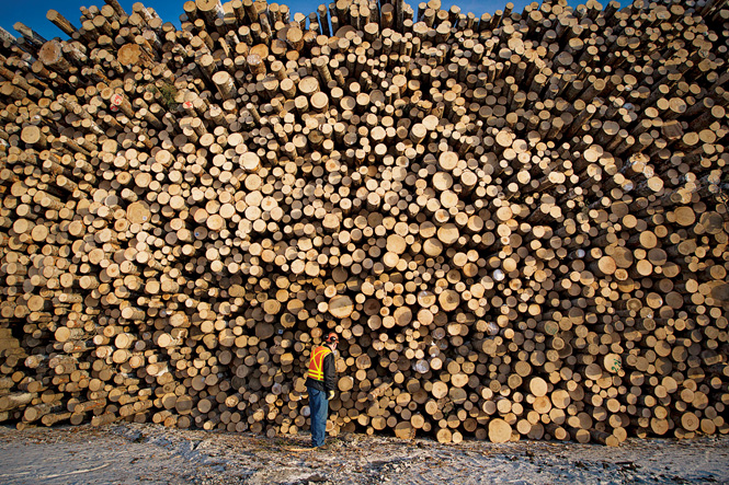 Massive timber volumes leave France facing oversupply this autumn