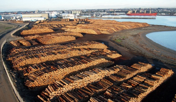 New Zealand log market steadies as China inventories tighten and freight remains the key risk