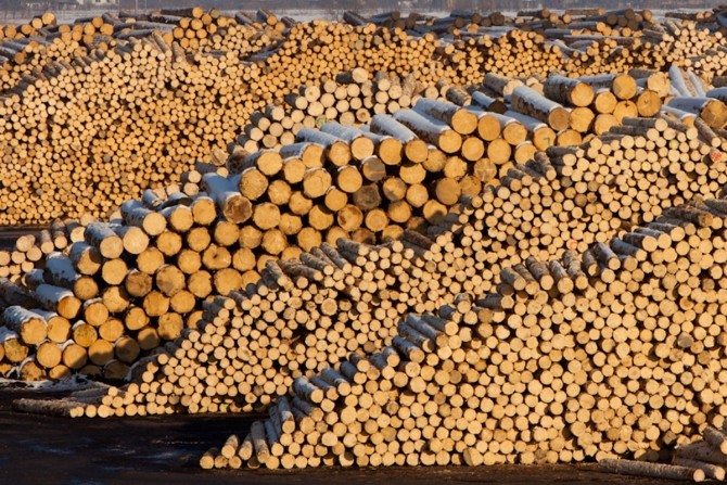 Poland: New timber rules could cut supply by up to 2 million m³