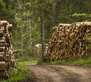 Polish timber sector warns new forestry programme could tighten wood supply