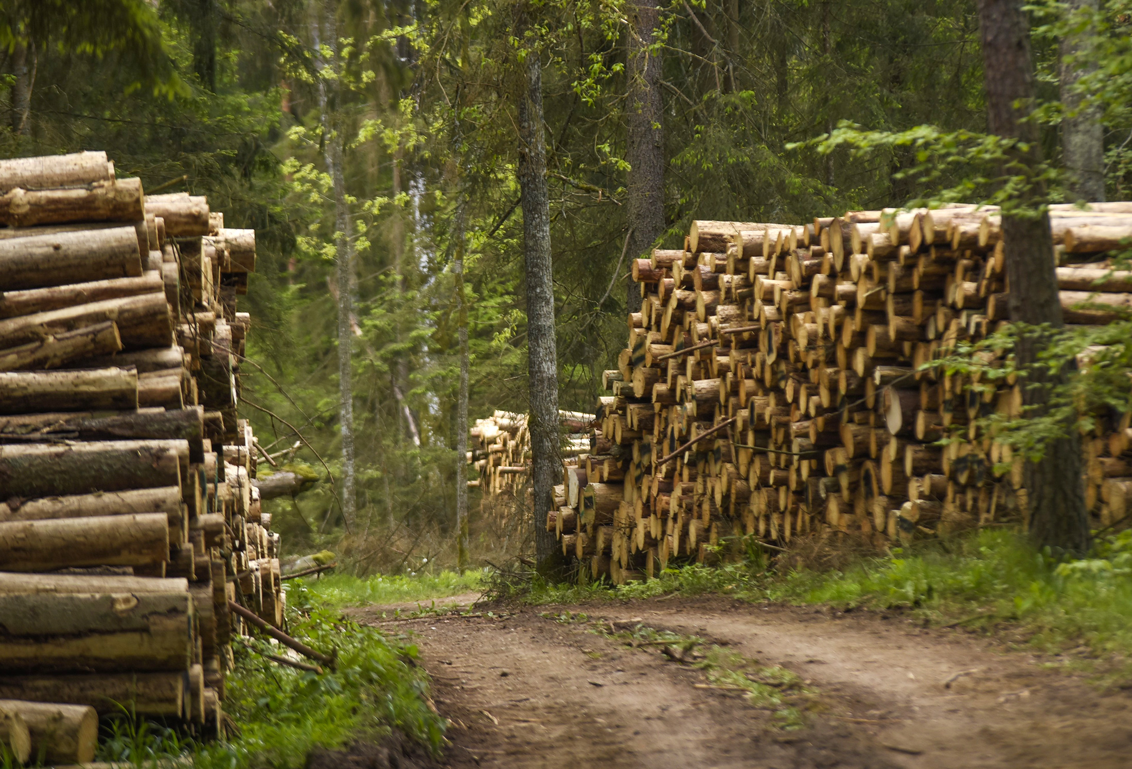 Polish timber sector warns new forestry programme could tighten wood supply