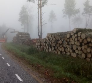 Study points to major cuts in European timber harvesting to meet 2030 carbon target