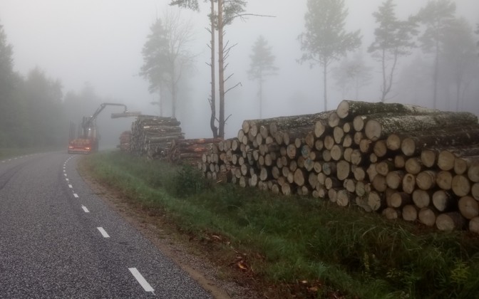 Study points to major cuts in European timber harvesting to meet 2030 carbon target