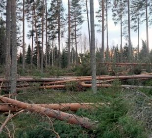 Swedish storm timber still weighs on market as Johannes salvage continues