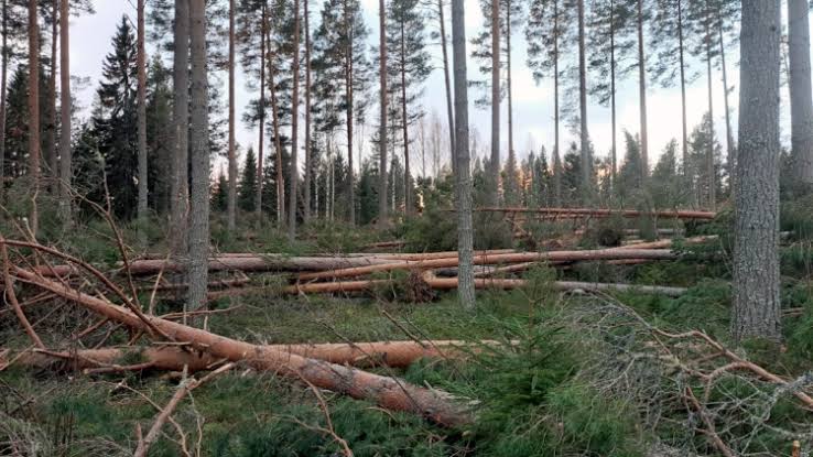 Swedish storm timber still weighs on market as Johannes salvage continues