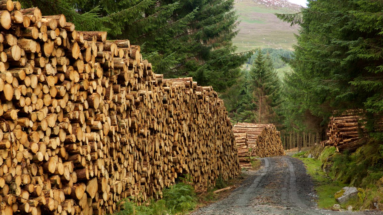 Timber surplus deepens across Europe after storm and wildfire damage
