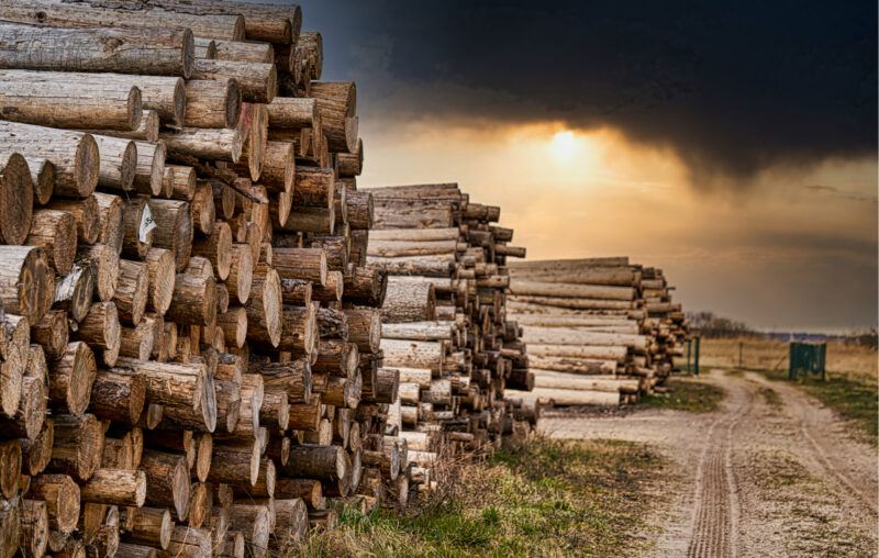 Wood supply hit by logging restrictions in Finland