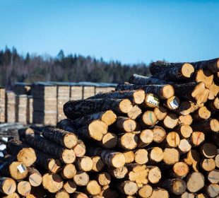 Birch sawmill closes operations – “Even Ikea can’t maintain sales”, says manager