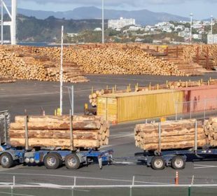 China remains the main buyer, but India is changing New Zealand’s timber exports equation