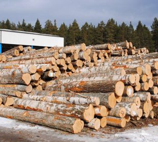 Estonia sawlog market steady, birch moves higher