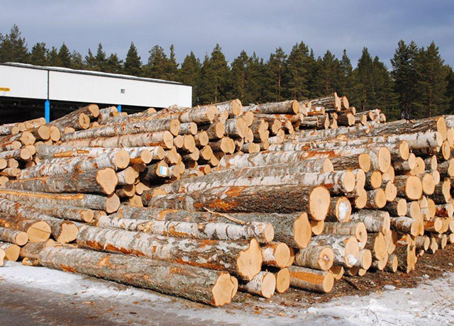 Estonia sawlog market steady, birch moves higher