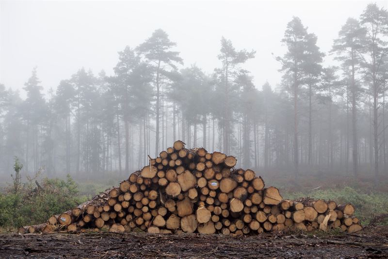 Finland’s sawlog prices hold firm despite weak timber trade