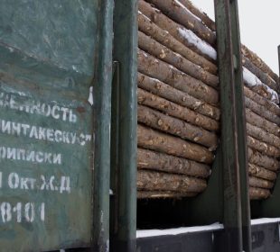 Russia considers wider log exports as sawmills warn of damage to softwood lumber trade
