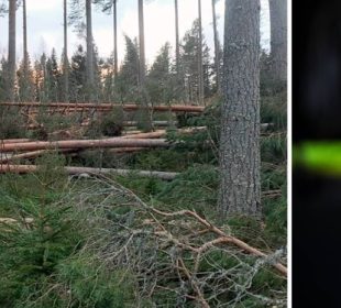 Setra races to save storm timber value before blue stain takes hold