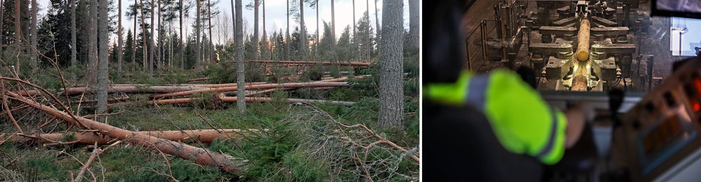 Setra races to save storm timber value before blue stain takes hold