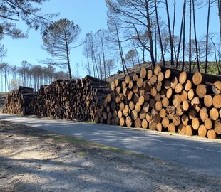 Up to 7 million m³ of damaged timber puts French wood markets under pressure