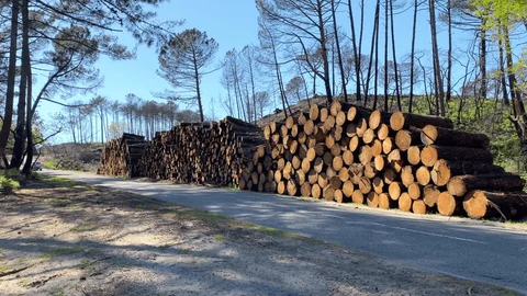 Up to 7 million m³ of damaged timber puts French wood markets under pressure