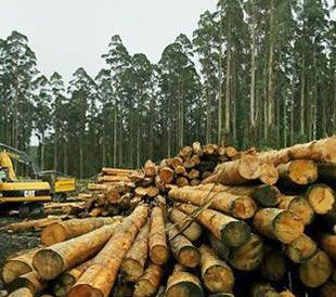 Czech antitrust authority targets Lesy ČR export clause