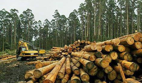 Czech antitrust authority targets Lesy ČR export clause