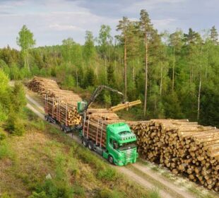 Storm timber swells Swedish deliveries as falling prices squeeze earnings
