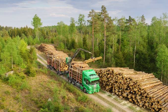 Storm timber swells Swedish deliveries as falling prices squeeze earnings