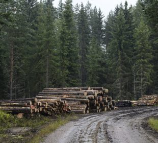 Tino Aalto to GWMI: Finland’s restoration plan must protect wood supply