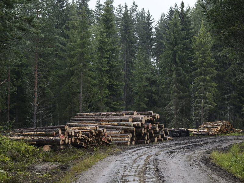 Tino Aalto to GWMI: Finland’s restoration plan must protect wood supply
