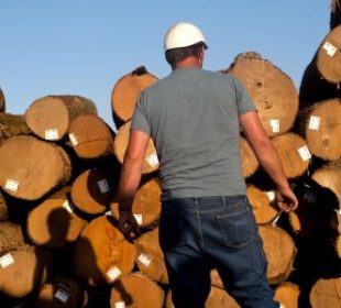 Türkiye reopens market to US oak after two-month disruption
