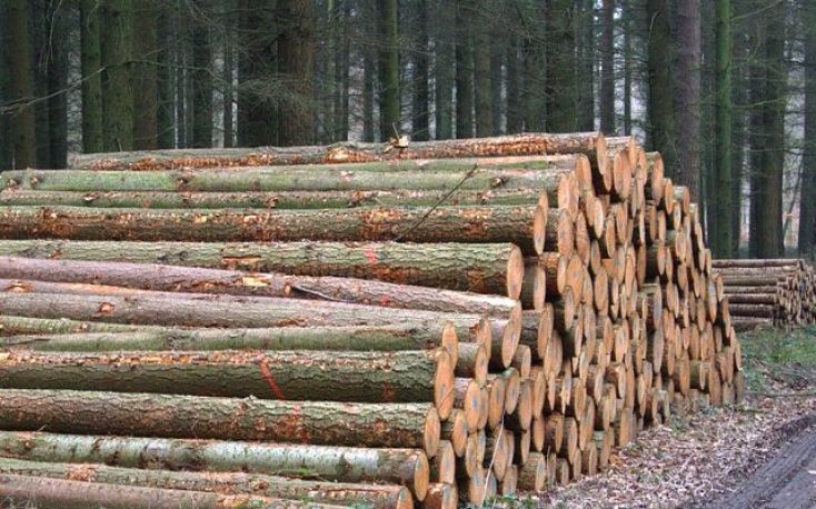 Record wood prices in Poland