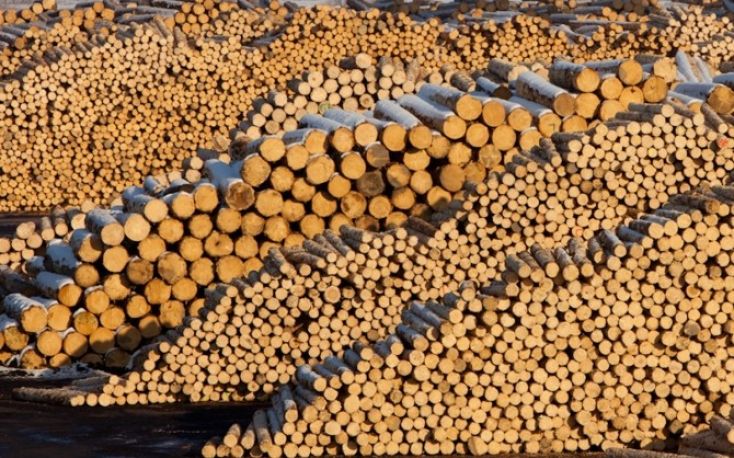 Global sawlog prices on a downward trend