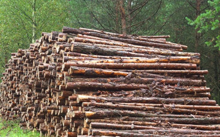 Polish wood industry in crisis, urges government support