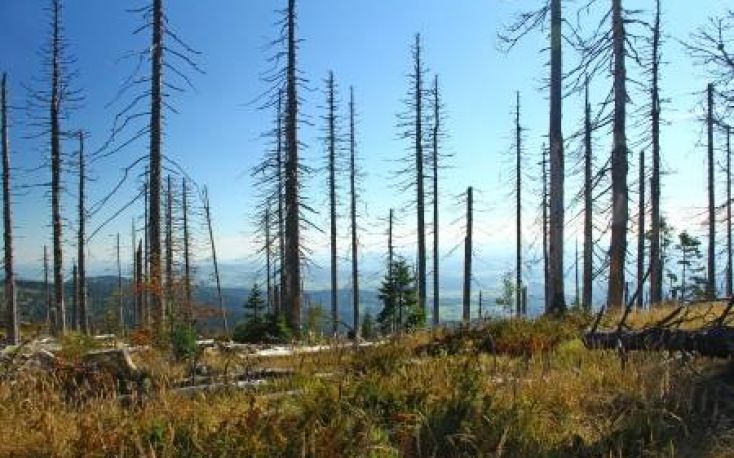 German forests threatened by  drought and bark beetle infestation