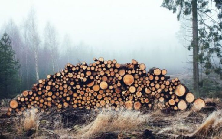 Latvia: Wood prices have stabilized at the beginning of the year