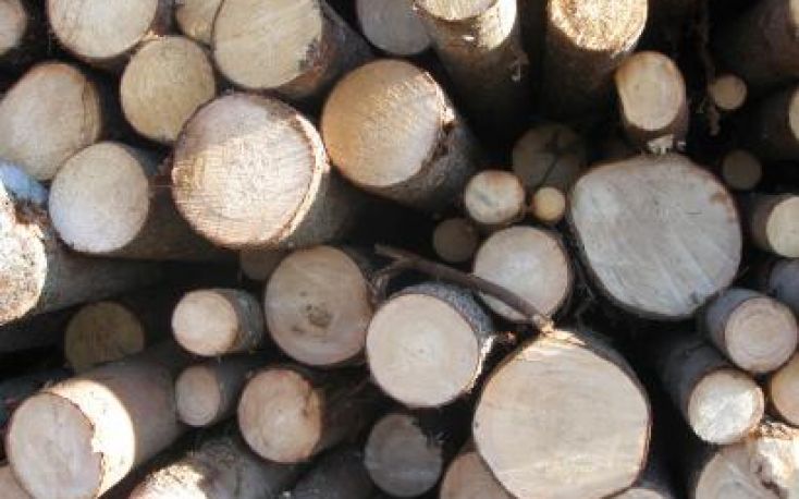 Belarus further limits the logs exports to the West