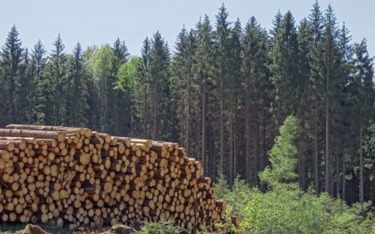High percentage of the global timber sector not prepared for EUDR