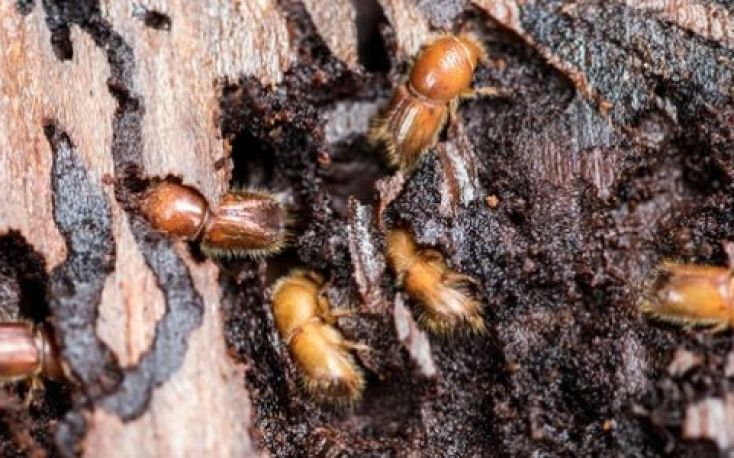 An update of the current bark-beetle situation in Europe